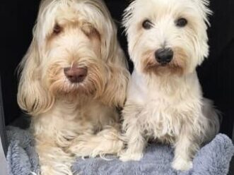 {{brizy_dc_image_alt entityId=