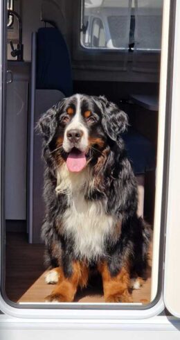 Hund-Polling1
