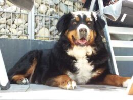 Hund-Polling2