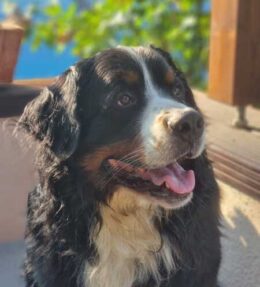 Hund-Polling3