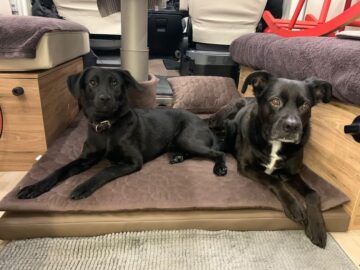 Hunde-auf-Padmade Zwei Hunde auf Padmade Polster