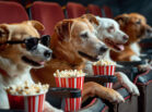 Hundefilme3 KI-Bild: Vier Hunde im Kino essen Popkorn