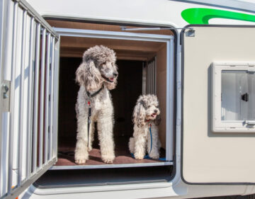 Zwei Pudel in umgebauter Heckgarage