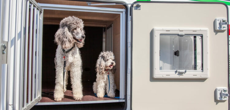 missfrenzy19 Zwei Pudel in umgebauter Heckgarage