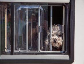 Fenster in Heckgarage Wohnmobil